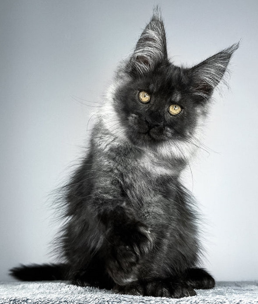 Maine Coon kitten for sale in Adelaide SA from trusted breeder
