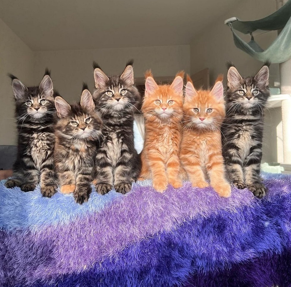 Pedigree Maine Coon kitten in Ballarat Victoria