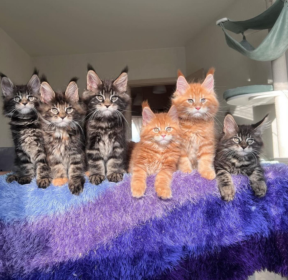 Maine Coon kitten for sale in Geelong from trusted breeder
