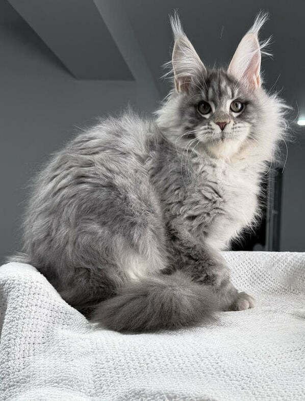 Healthy Maine Coon kitten for sale in Brisbane QLD