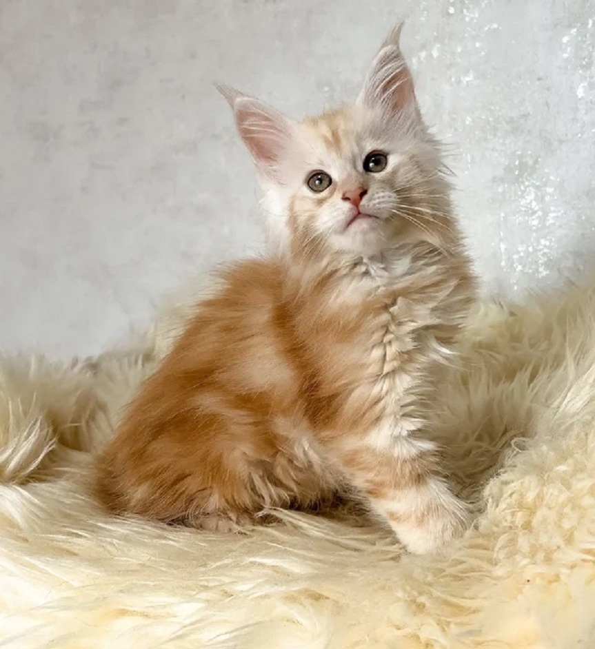 Maine Coon kittens in Brisbane QLD from a trusted Maine Coon breeder