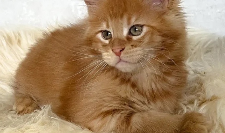 Buy a Maine Coon kitten