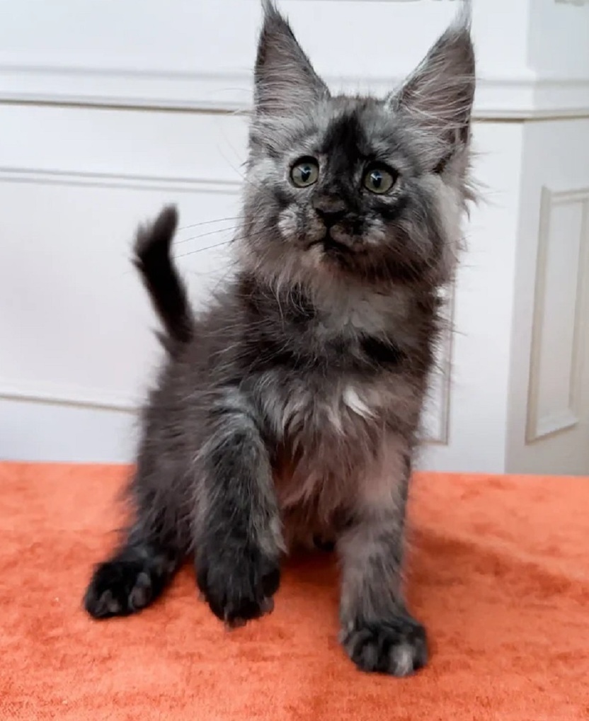 Purebred Maine Coon kitten available in Cairns QLD