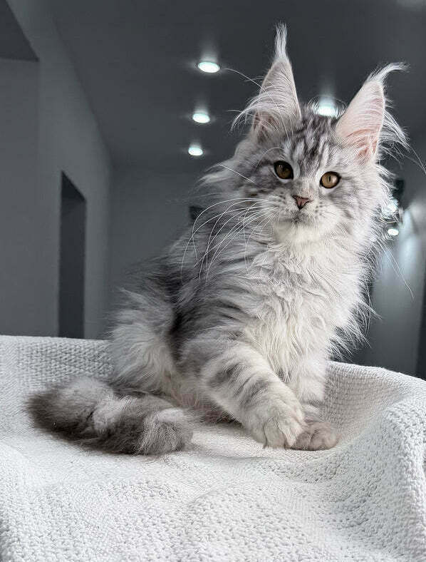 Purebred Maine Coon kitten available in Perth WA
