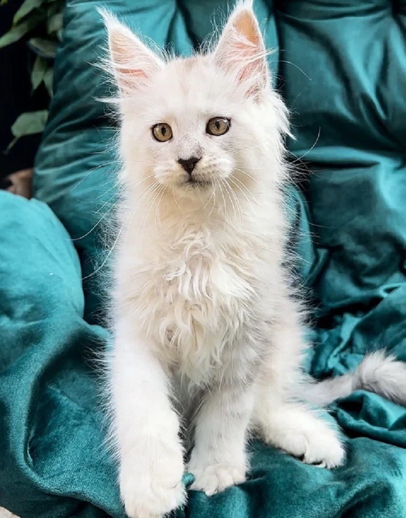 Vet-checked Maine Coon kitten in Wollongong NSW ready for adoption