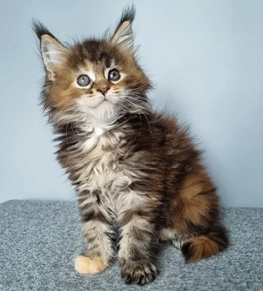 Beautiful purebred Maine Coon kittens for sale in Australia from DirtyPaws Maine Coons, featuring luxurious fluffy coats, affectionate personalities, and stunning breed characteristics.