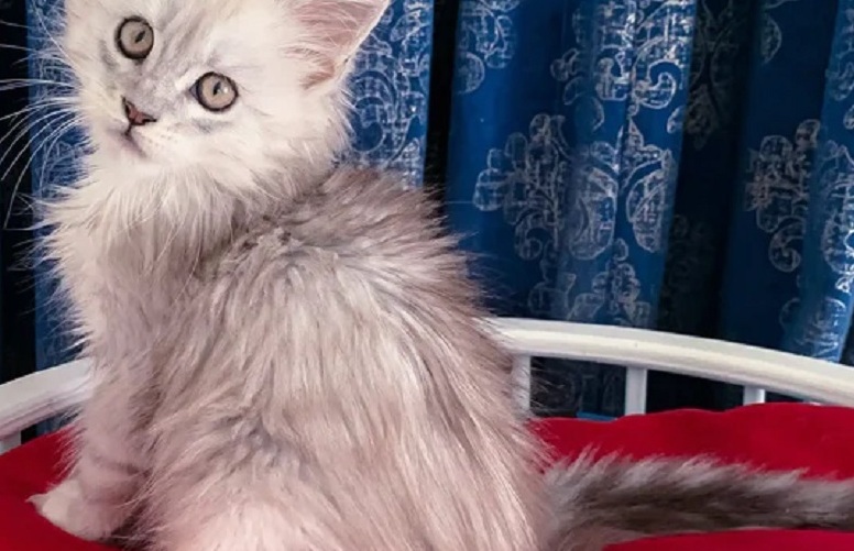 Maine Coon kitten for sale in Geelong from trusted breeder