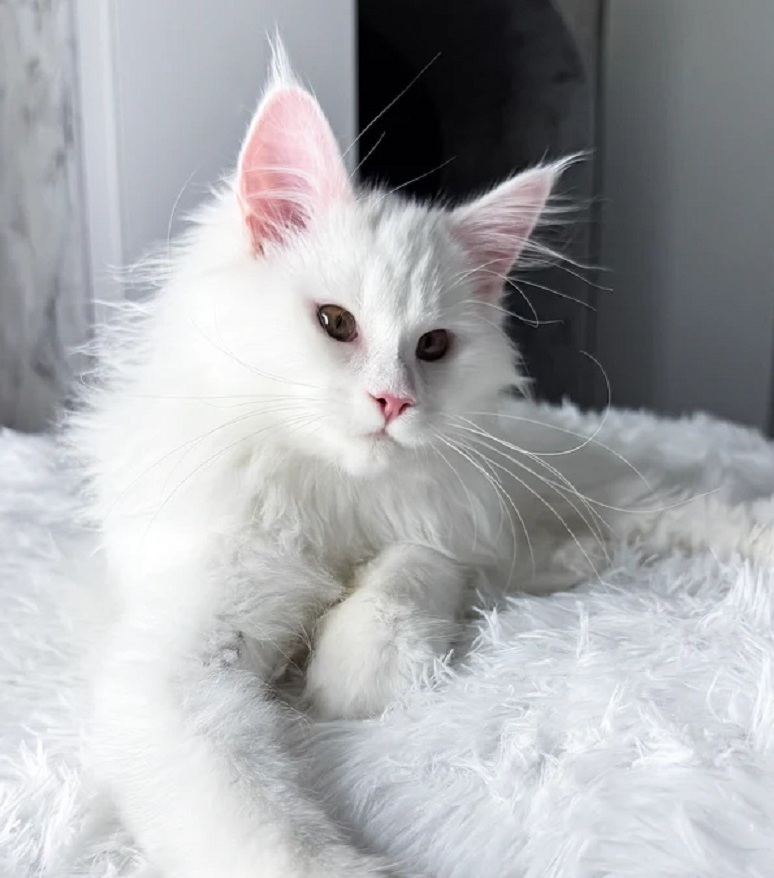 Healthy pedigree Maine Coon kitten on the Sunshine Coast QLD