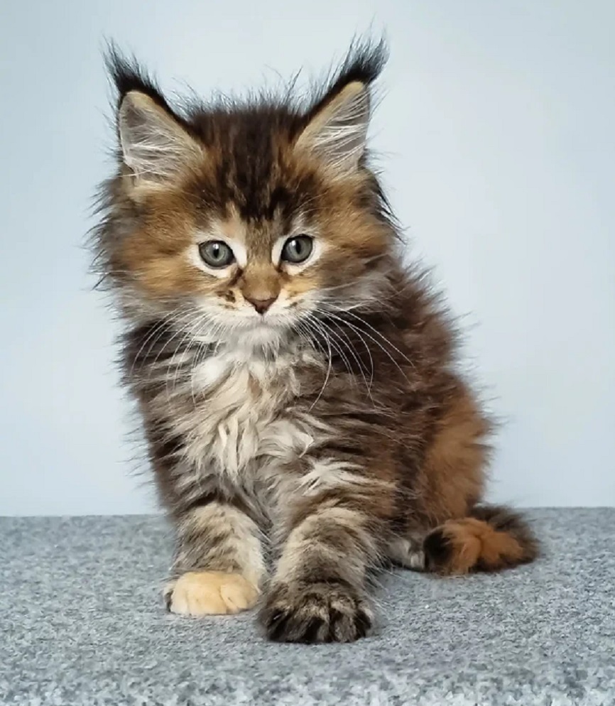 Gorgeous purebred Maine Coon kittens featured by DirtyPaws Maine Coons in Australia, displaying beautiful long-haired coats, playful personalities, and impressive breed characteristics.