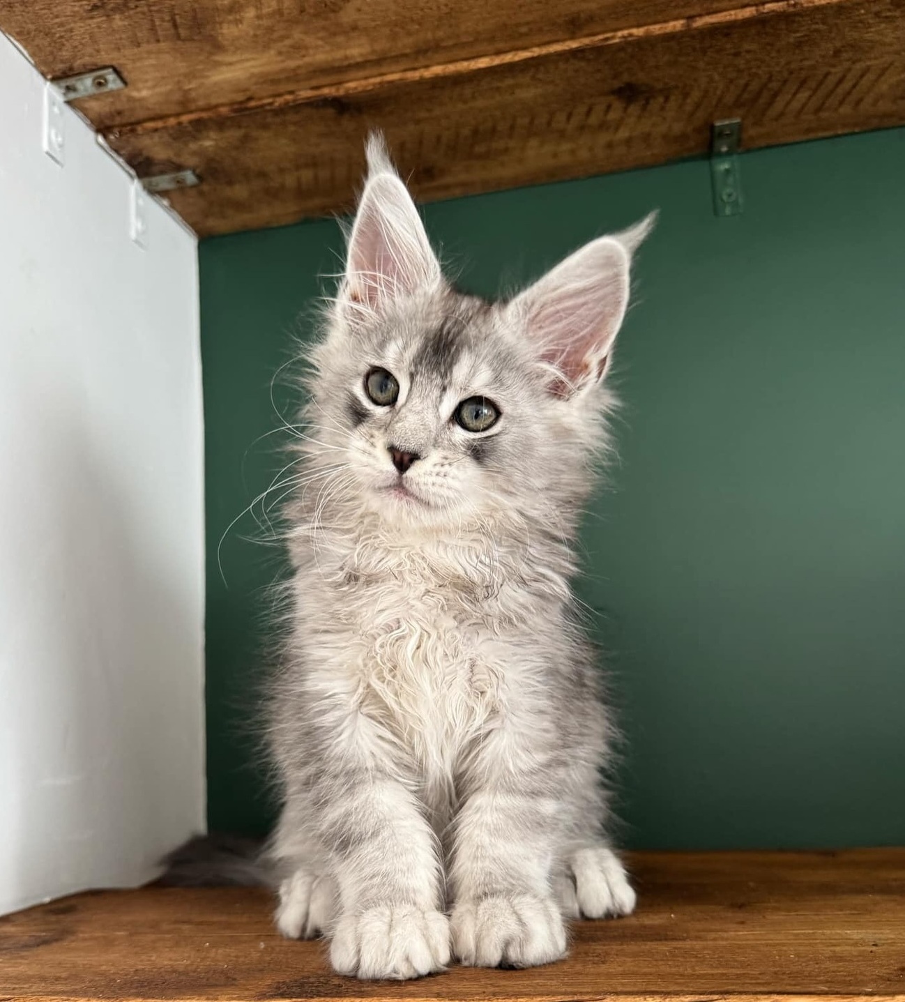 Gorgeous purebred Maine Coon kittens available to Australian families, featuring impressive ear tufts, beautiful long-haired coats, playful personalities, and distinctive Maine Coon features.