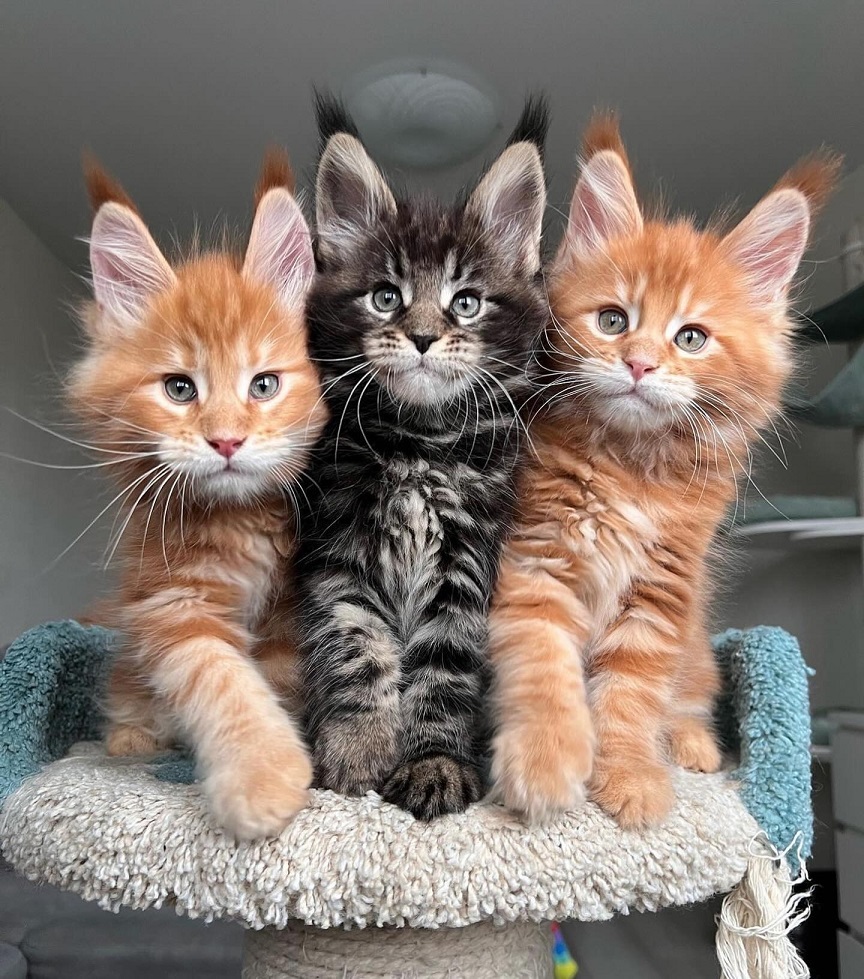 Purebred Maine Coon Kittens for Sale in Australia | Dirty Paws Maine Coons Maine Coon kitten available in Canberra ACT