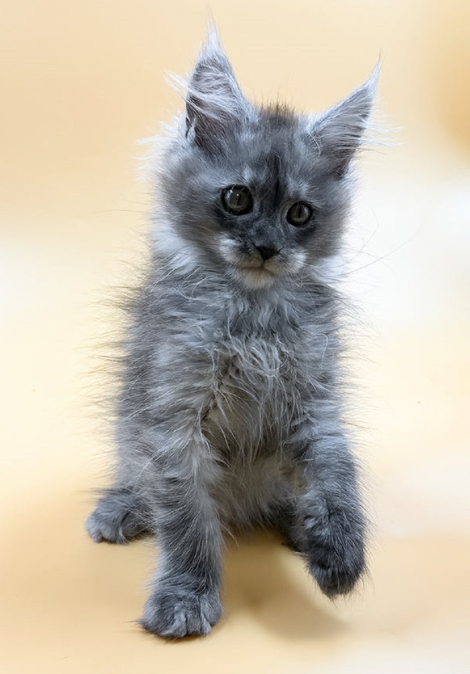 Maine Coon Kitten Hobart