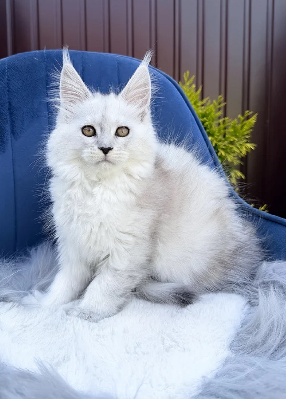 Female Maine Coon Kittens for Sale Melbourne Victoria