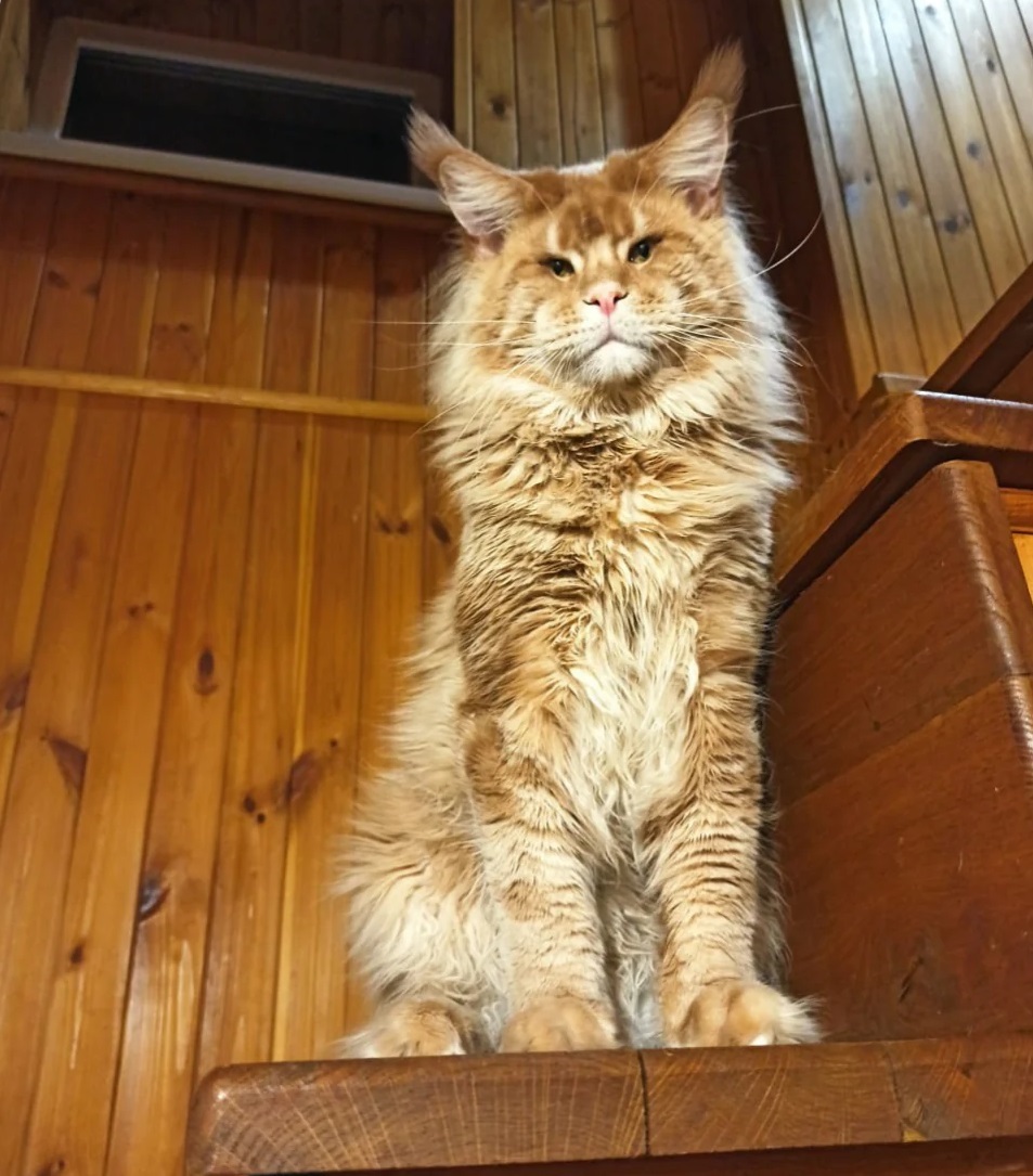 Sunshine Coast Maine Coon kitten from ethical breeder