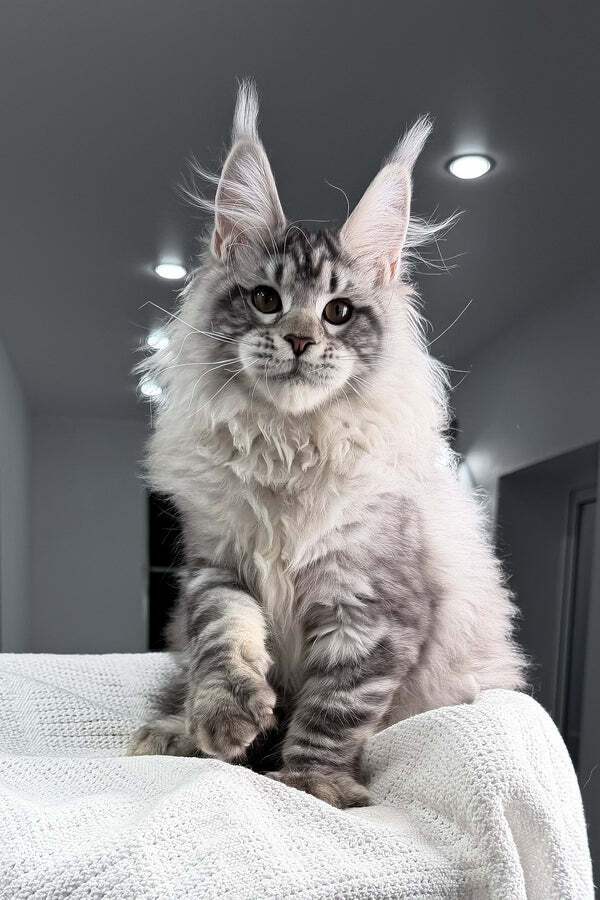 Maine Coon Kitten Bunbury