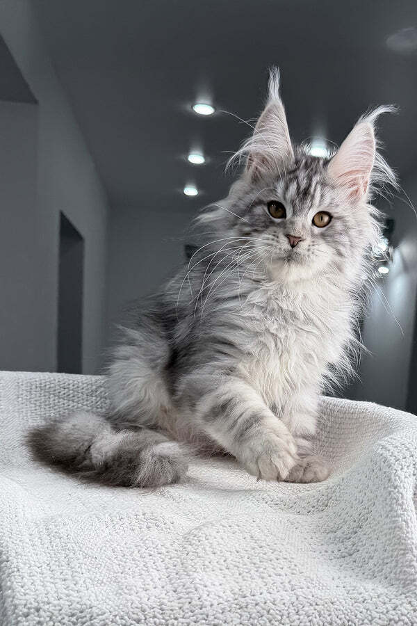 Maine Coon Kitten Gladstone