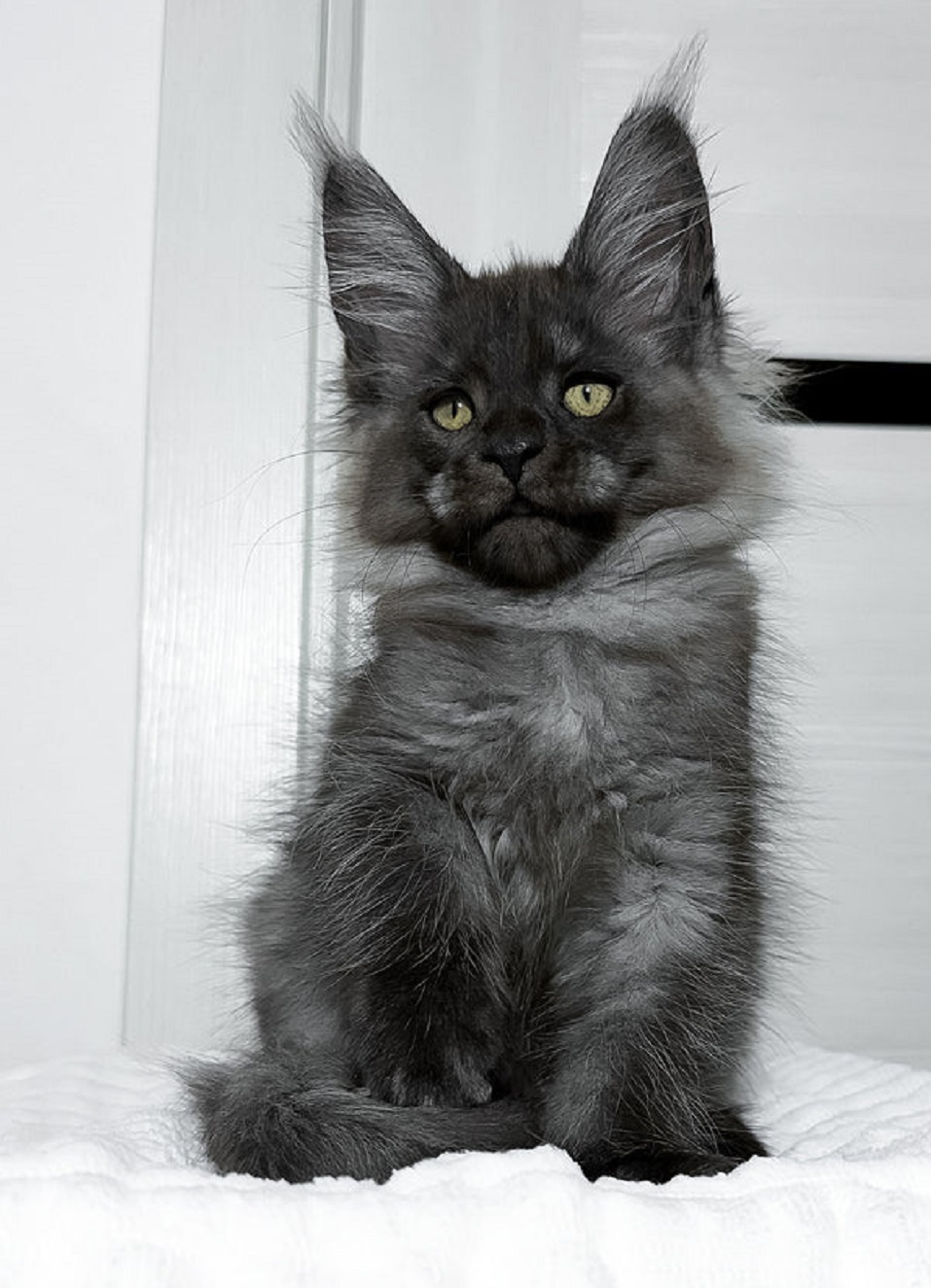 Blue Smoke Maine Coon Kittens for Sale Melbourne VIC