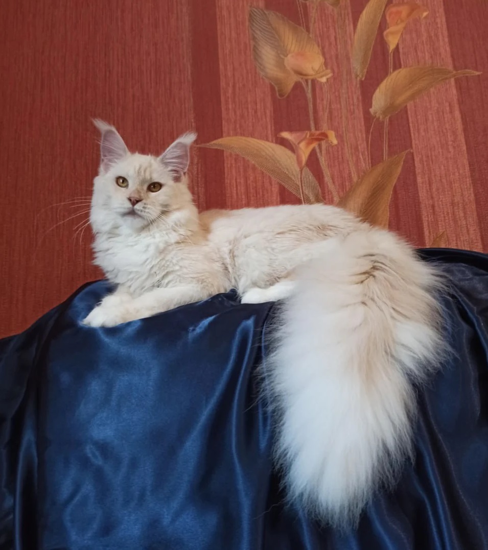 Healthy Maine Coon kitten available in Gold Coast