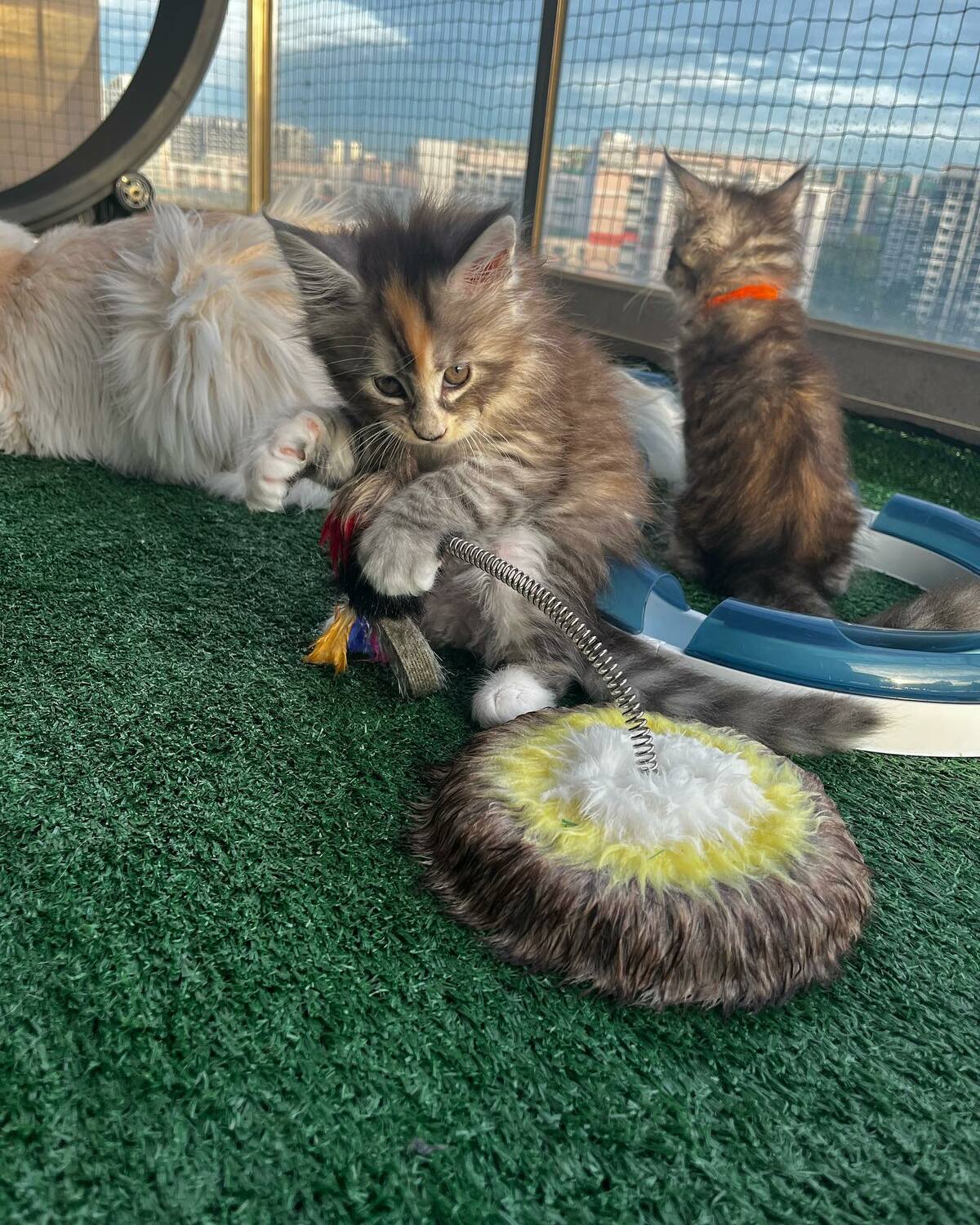 Maine Coon kitten for sale in Sydney NSW
