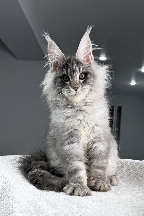 Maine Coon Kitten Mildura