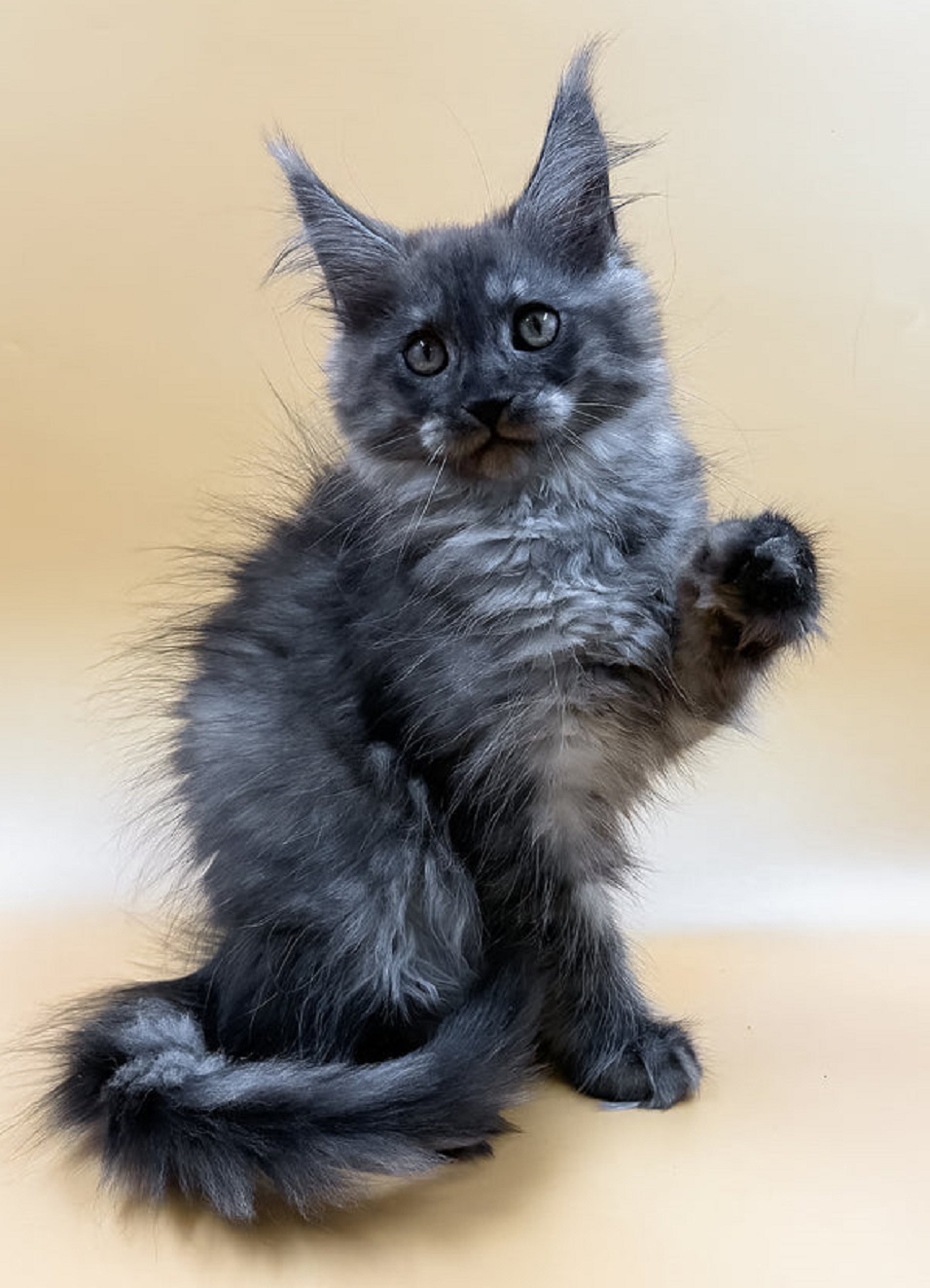 Maine Coon Kitten Gold Coast