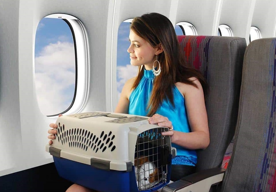 Home-Raised Maine Coon Kittens – Trusted Australian Maine Coon Breeder Purebred Maine Coon kitten for sale in Adelaide SA