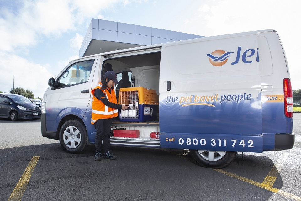 Purebred Maine Coon Kittens for Sale in Australia | Dirty Paws Maine Coons Maine Coon kitten for sale in Geelong from trusted breeder