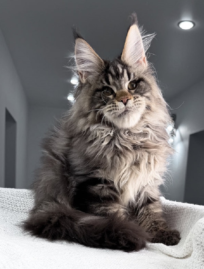 Maine Coon Kitten Wagga Wagga