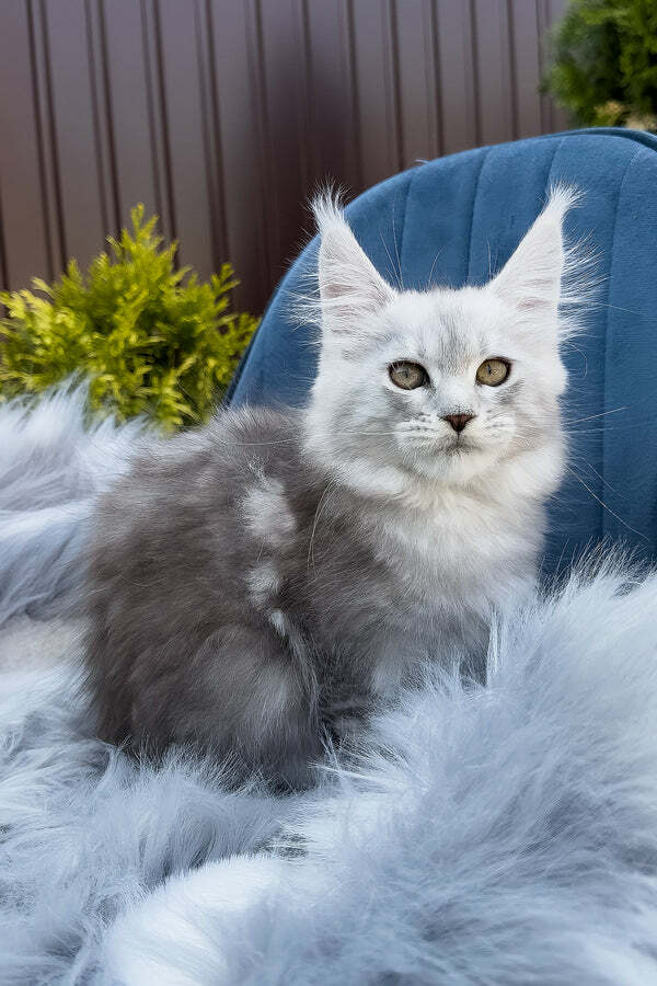Maine Coon Kittens for Sale Geelong Near Melbourne VIC